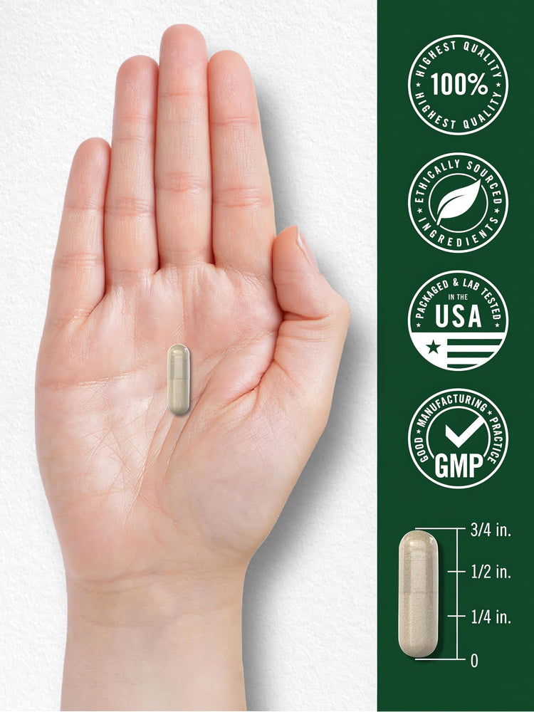 Rosemary capsule in hand, 3/4 inch. 100% Quality, Ethically Sourced, USA Packaged, Lab Tested, GMP.
