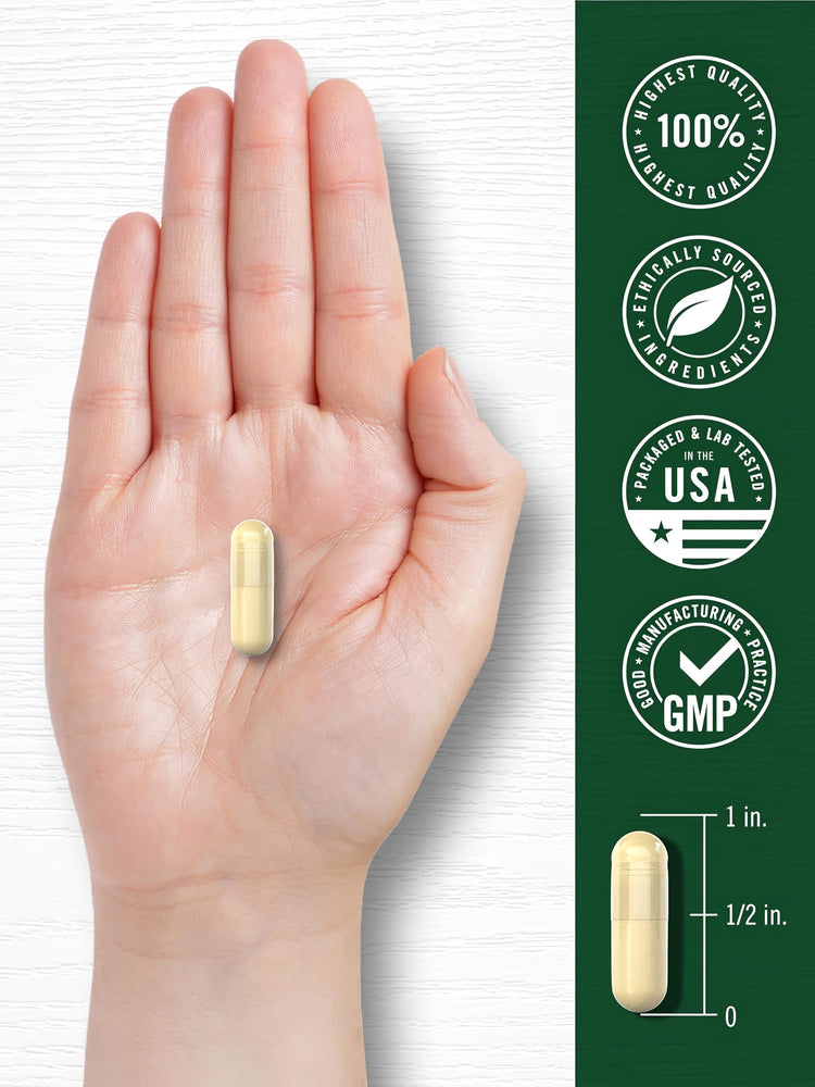 A pale yellow capsule rests in the palm of a hand, with a measurement scale indicating it is 1 inch long.