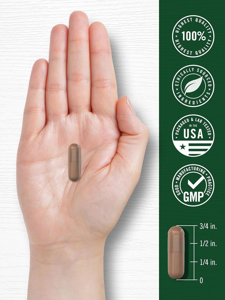 Carlyle Pycnogenol 100 mg 30 Capsules: one brown capsule, 3/4 inch length.