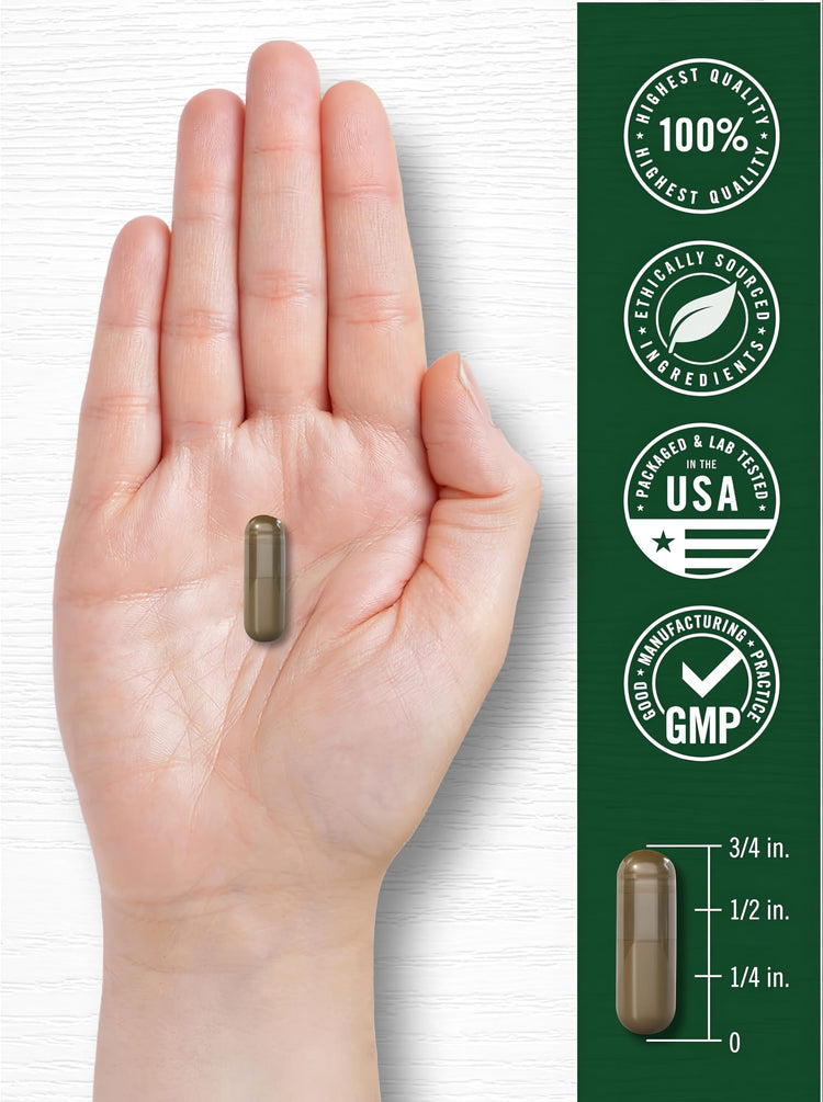 A single brown capsule, 3/4 inch long, is resting on an open hand.