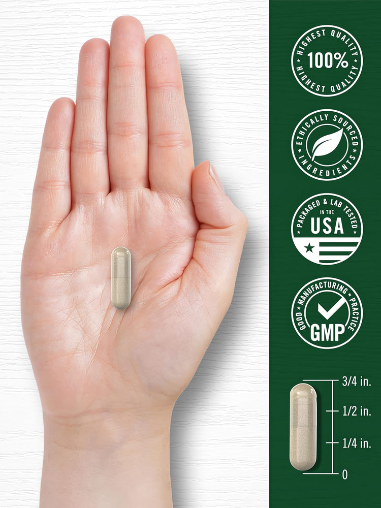 A 3/4 inch Acerola Cherry capsule in an open hand with a graphic confirming its size.