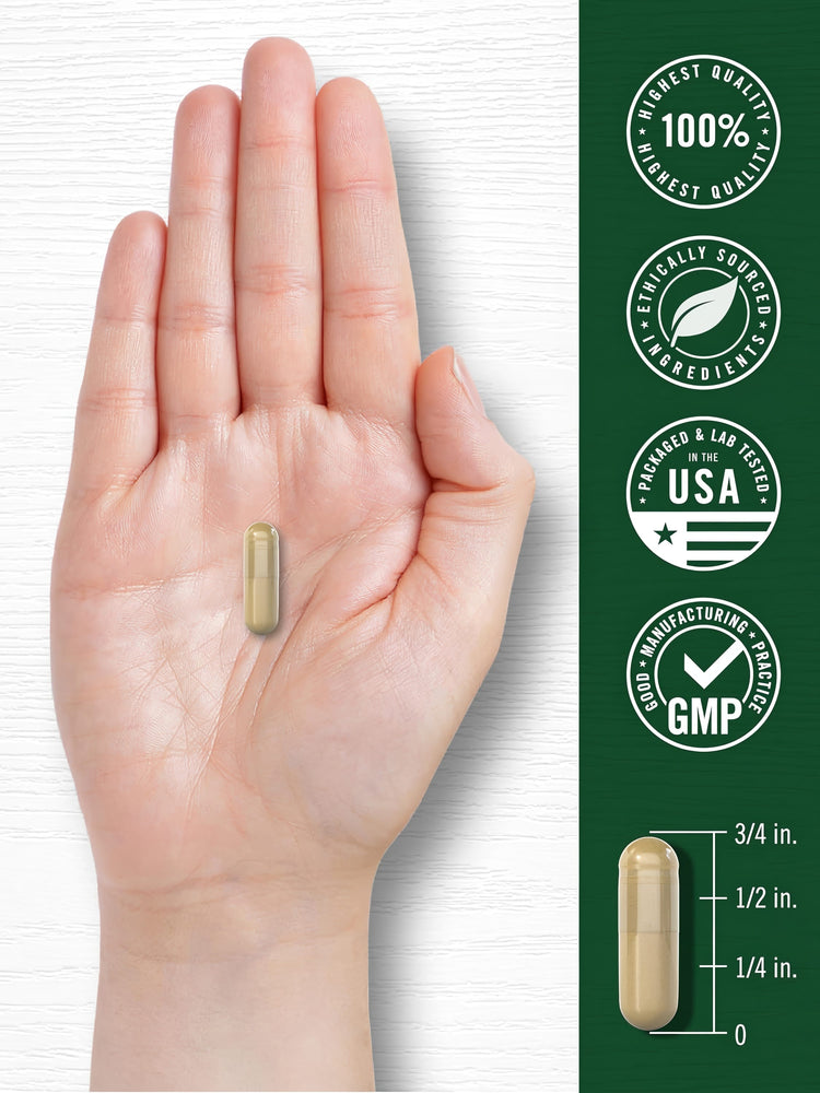 A light tan capsule is held in a hand, measuring 3/4 inch long on a scale.
