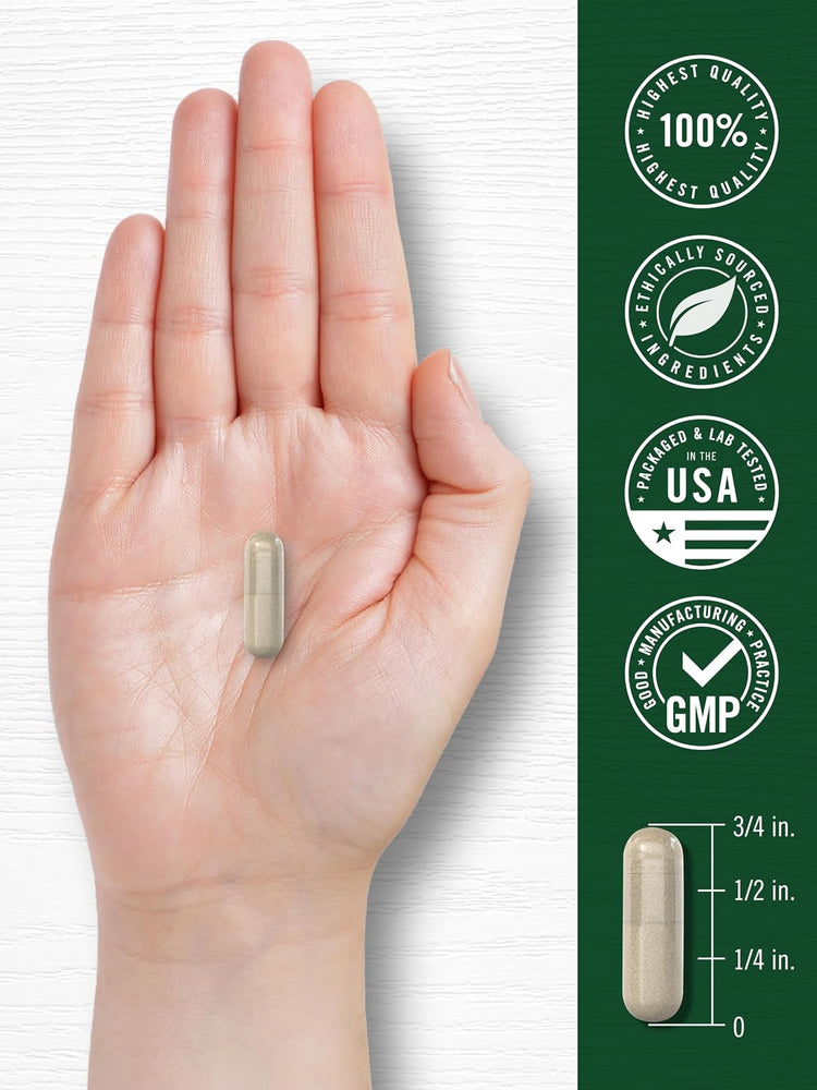 A hand holds a light brown Fo-Ti Root capsule, measuring 1/2 inch in length.