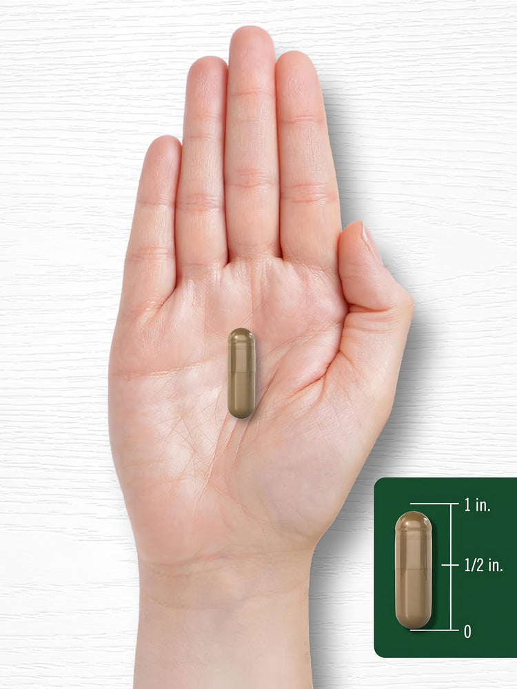 A hand holds a brown capsule measuring about 1 inch long, as shown next to a side scale.