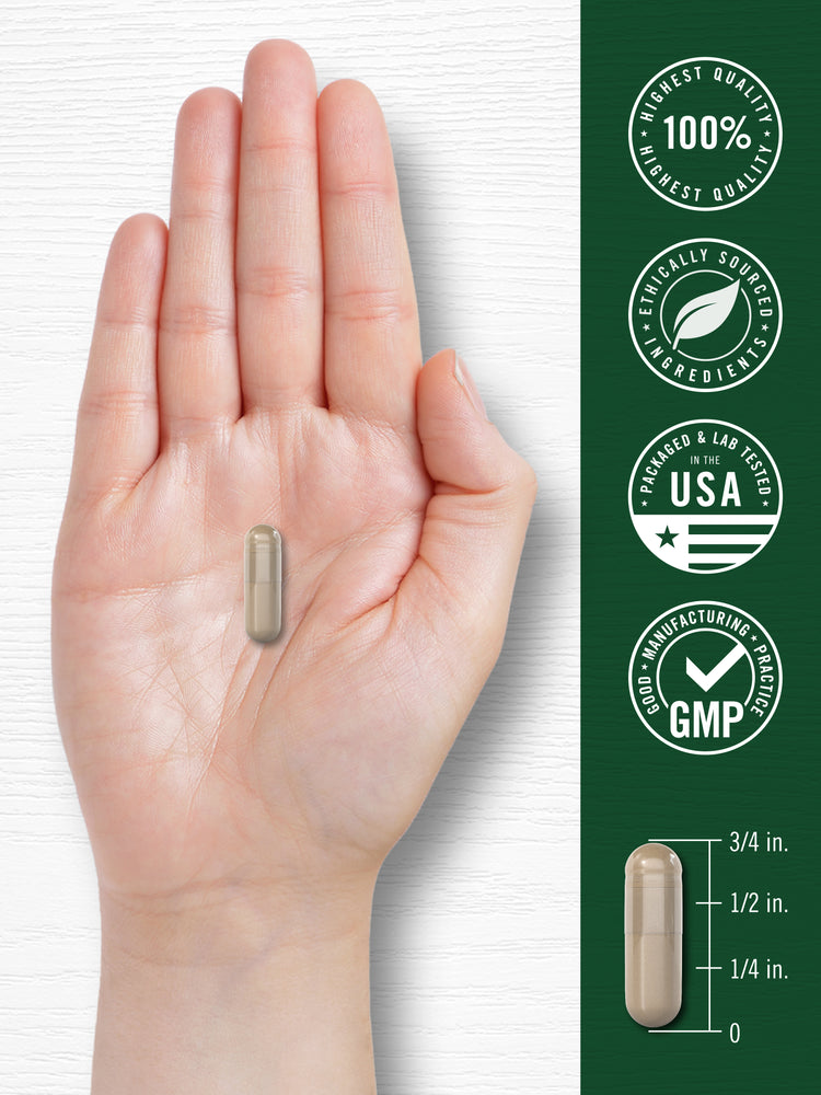 A single light beige capsule is held in a hand next to a ruler, showing it measures 3/4 inch long.