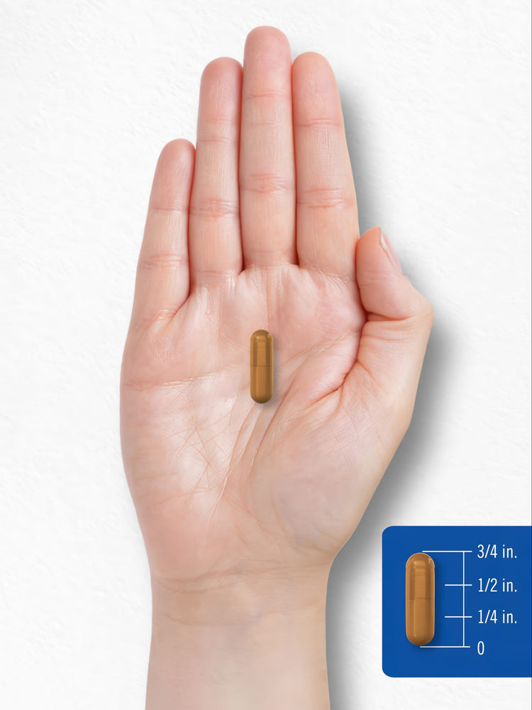 A brown capsule about 5/8 inch in length, shown on a hand scale for size reference.