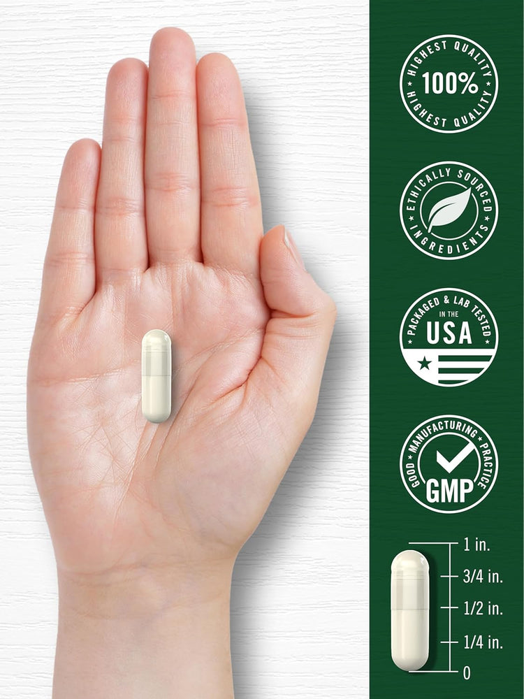 A CL Sulforaphane capsule from broccoli, 1 inch long, is held on an open palm next to a ruler for scale.