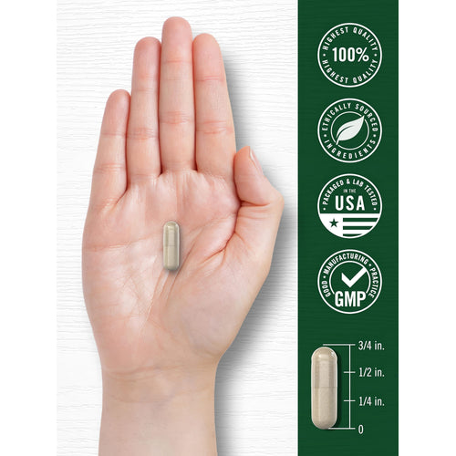 View 7 A light brown capsule rests in an open palm with a measurement scale, showing it is three-fourths of an inch long.