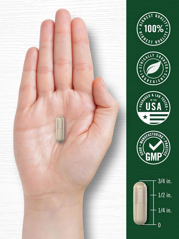 A light brown capsule rests in an open palm with a measurement scale, showing it is three-fourths of an inch long.