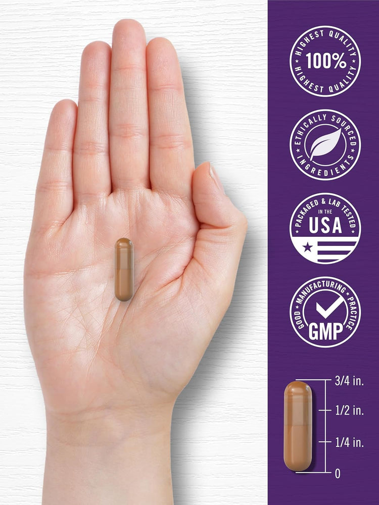 A brown Carlyle Resveratrol 1800 mg Complex capsule in a hand with a scale showing it measures about 3/4 inch long.