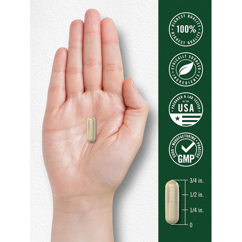 View 7 A light brown 3/4 inch Celery Seed 2000 mg capsule resting in the palm of a hand.
