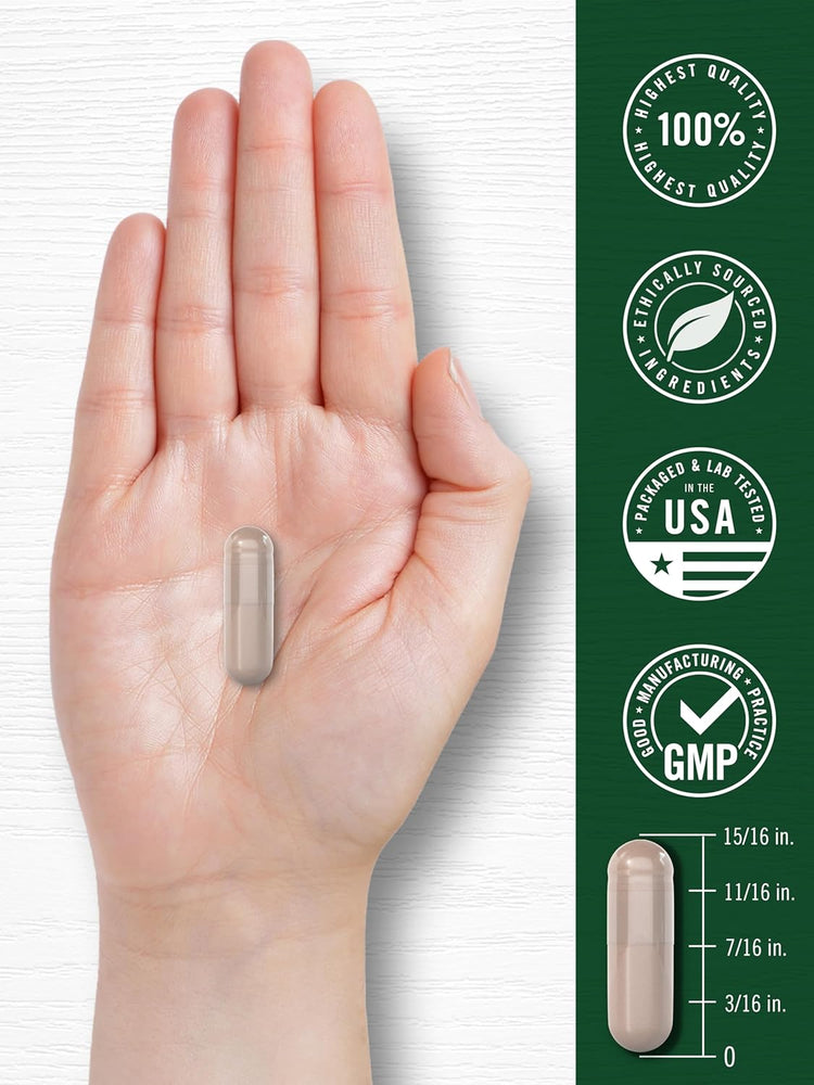 Horse Chestnut capsule, 15/16 in. long. Highest quality, ethically sourced, USA packaged and tested, GMP certified.
