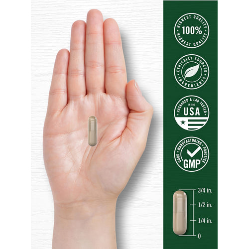 View 7 A light brown capsule in a hand, measuring three-quarters of an inch long.