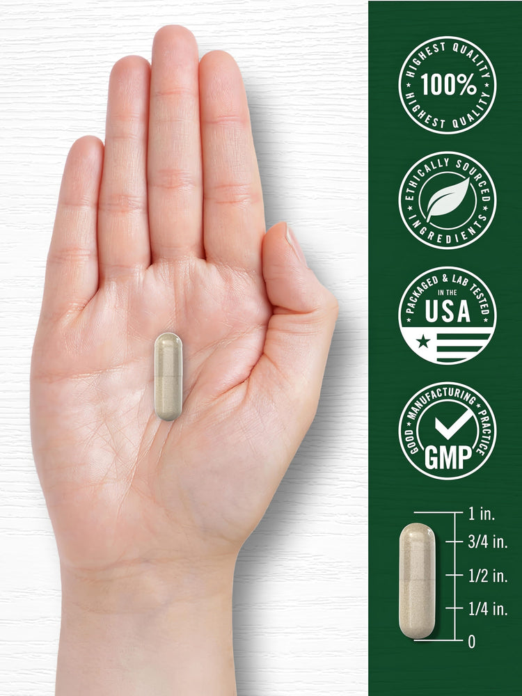 A light brown capsule held in a hand, shown next to a ruler indicating its length is about 3/4 inch.