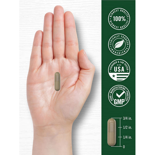 View 7 A 3/4 inch long Burdock Root capsule displayed on a hand for scale.