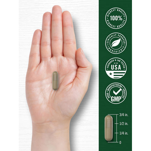 View 7 A greenish-brown Fenugreek capsule is held in a hand, with a size guide showing the capsule is 3/4 inch long.