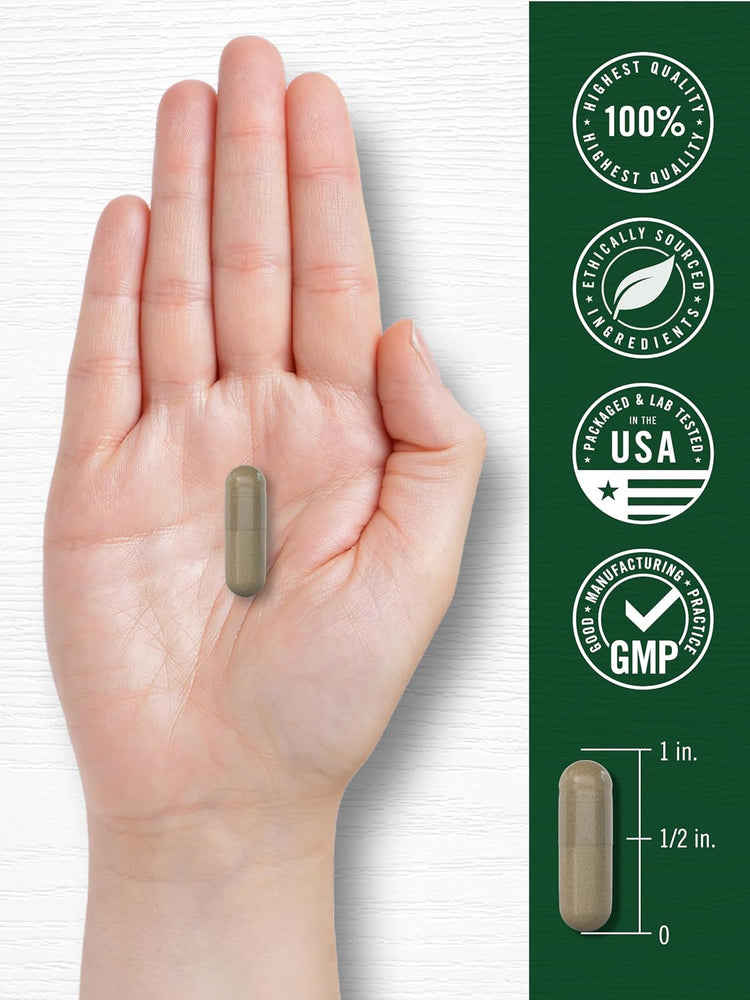 A Tan Dong Quai capsule, measuring 1 inch long, is held in a hand.