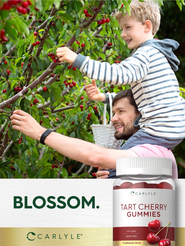 A man carries a boy on his shoulders, both picking cherries from a tree, next to Carlyle Tart Cherry Gummies.