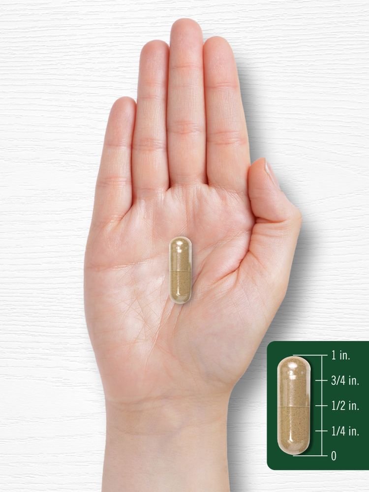 A clear capsule filled with light brown powder, 1 inch long, resting on an open hand.