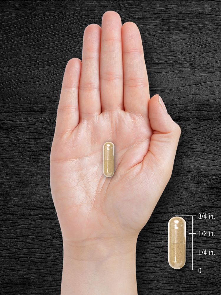 A hand holding a Pygeum capsule measuring 3/4 inch long, emphasizing its size and shape for scale.
